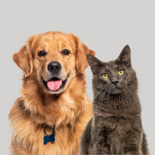 Dog and cat