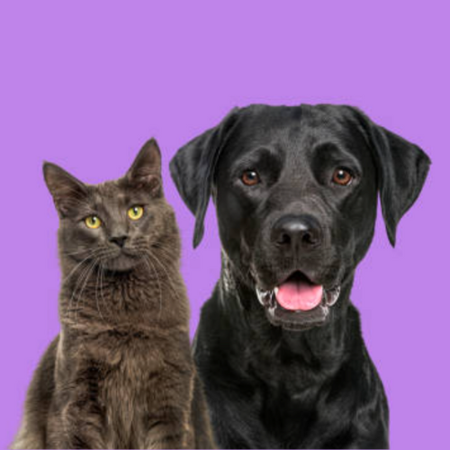 Cat and dog