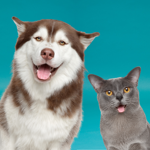 Husky and cat
