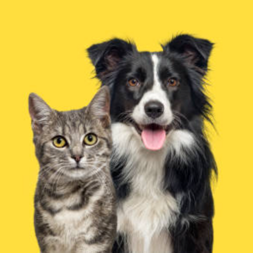 Cat and dog