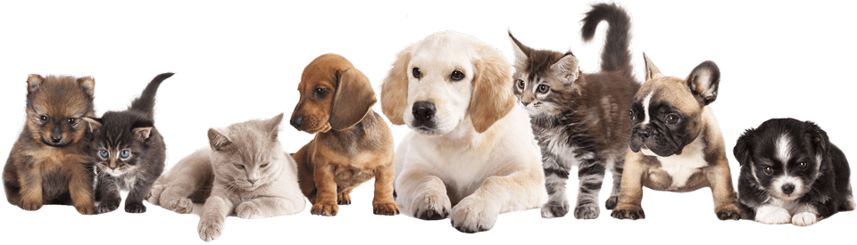 Row of puppies and kittens