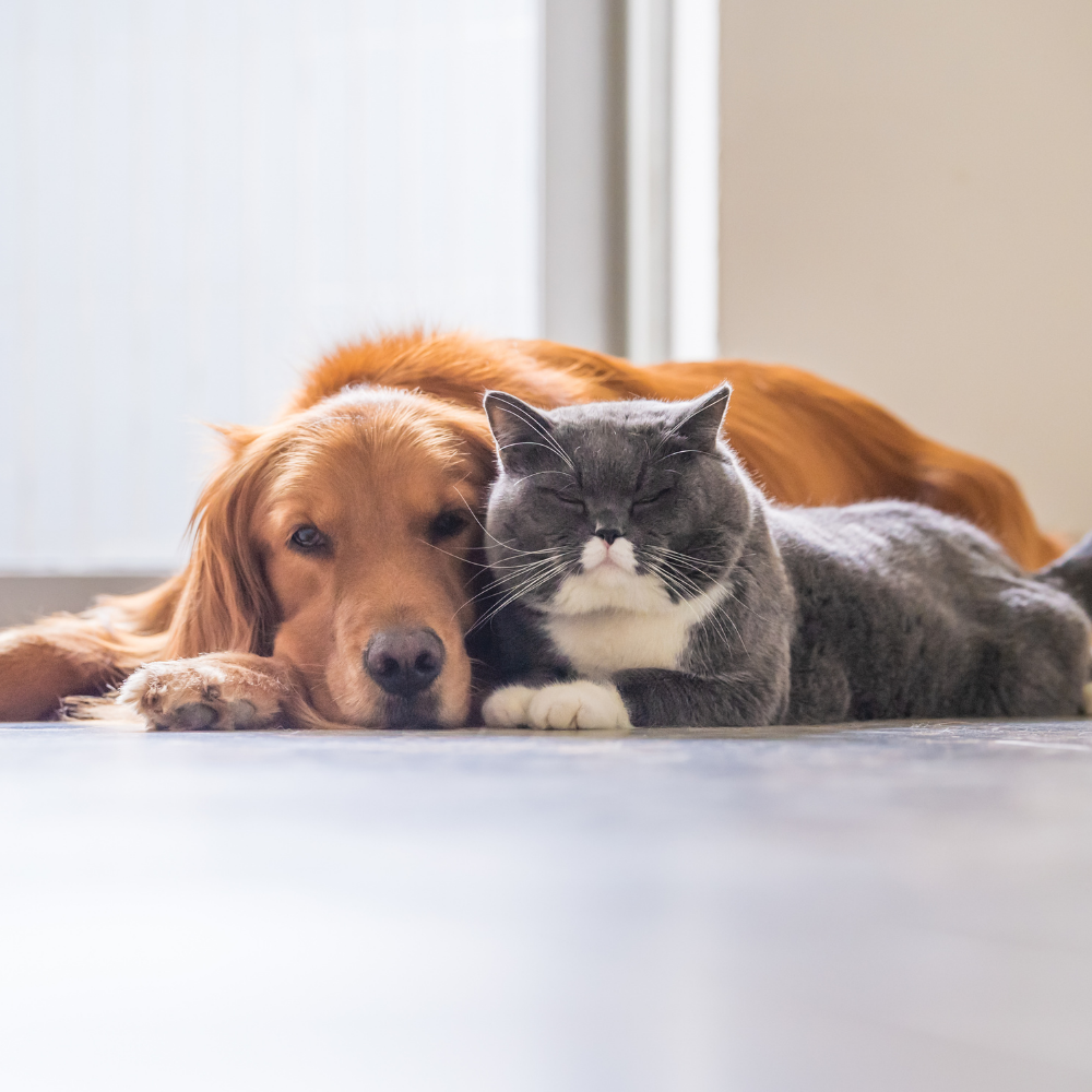 Pet Care & Wellness Exams