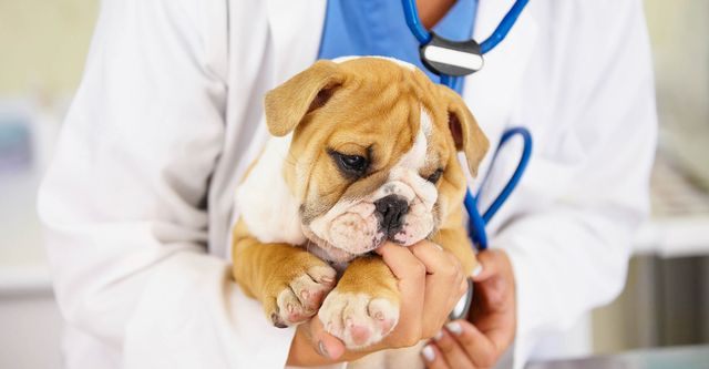 Dog hospital
