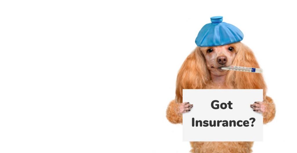 Dog insurance