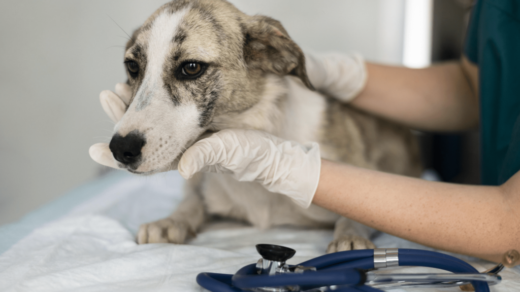 Dog veterinary in Encino