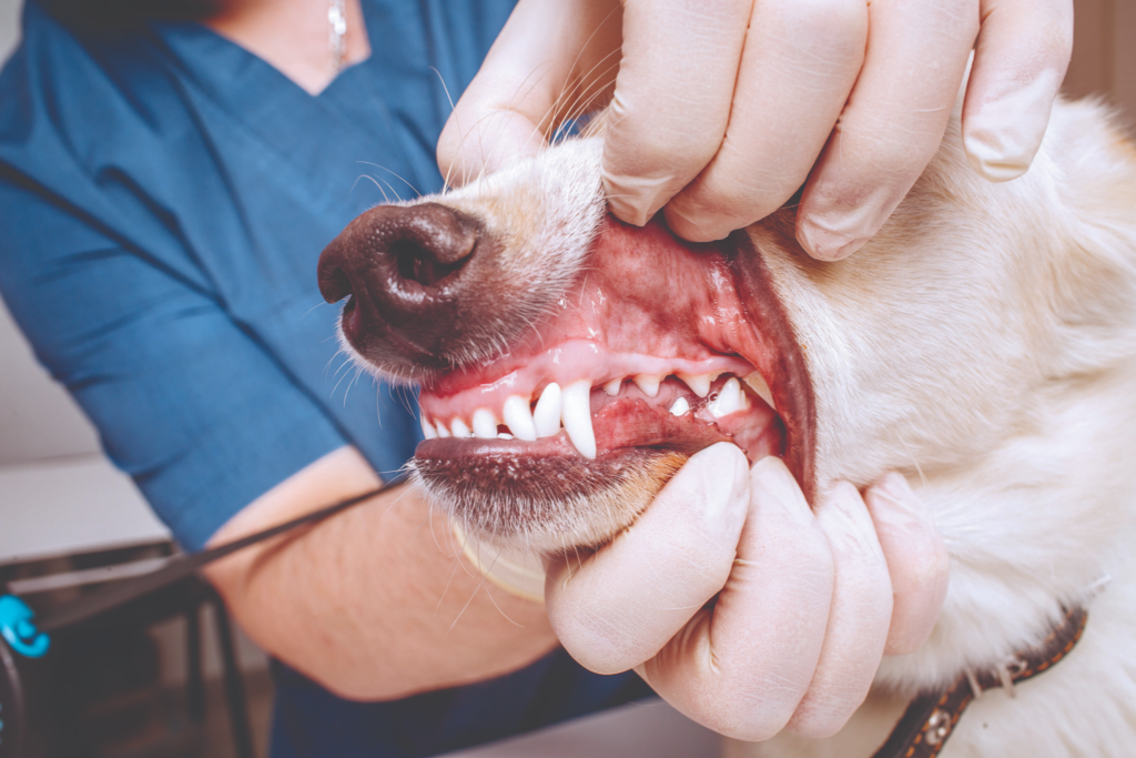 dog dental checkup