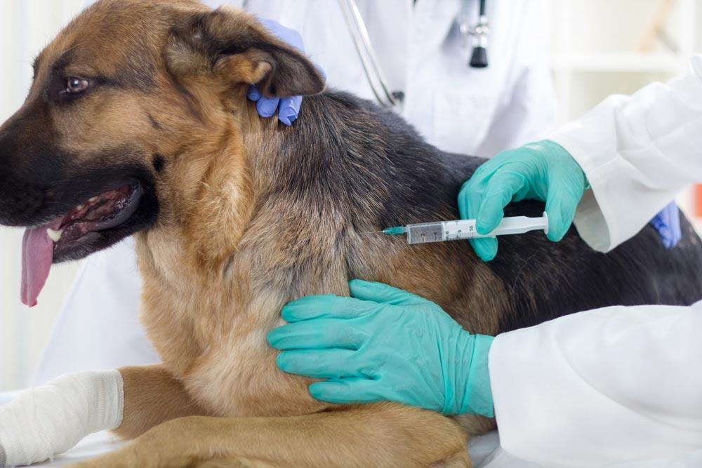 Dog Vaccination Service in Encino