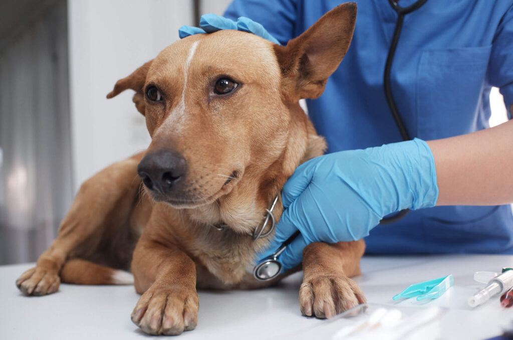Senior pet care in Encino