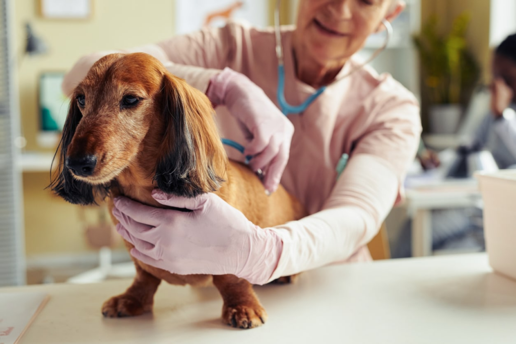 Senior Dog Care in Encino